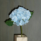 Hortensienblüte - Blau