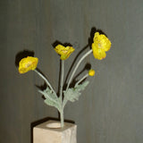 Mohnblume - Gelb