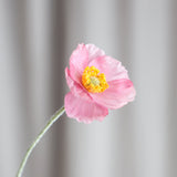 Mohnblume - Rosa