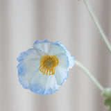 Mohnblume - Hellblau