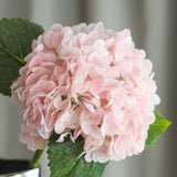 Hortensienblüte - Rosa