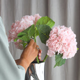 Hortensienblüte - Rosa