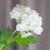 3 Köpfe Hortensie Schneeball - Weiß