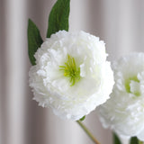 Pfingstrose Blume - Weiß