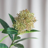 Skimmia-Beerenzweig, grün