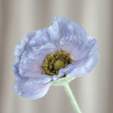 Schlafmohn - Hellblau