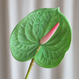 Kleine Anthuriumblüte - Dunkelgrün