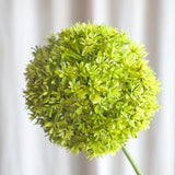 Allium Ball Blume Grün