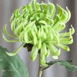 Chrysantheme Dahlia Blume - Grün