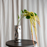 Amaranthus Laubblume - Grün