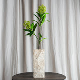 Skimmia-Beerenzweig, grün