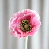 Schlafmohn - Zartrosa