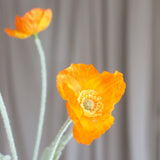 Mohnblume - Orange