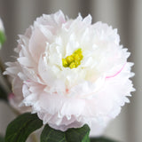 Pfingstrosenblüte - Hellrosa