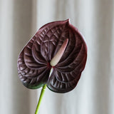 Anthurium Bordeaux
