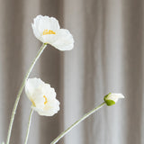 Mohnblume - Weiß
