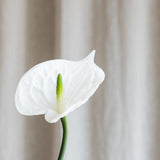 Kleine Anthuriumblüte - Weiß