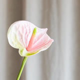 Kleine Anthuriumblüte - Hellrosa