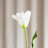 Monet Papageien-Tulpe – Weiß