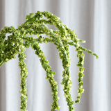 Amaranthus-Blume