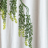 Amaranthus Sukkulente - Grün