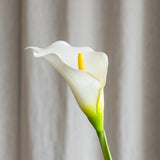 Calla-Lilienblüte - Weiß