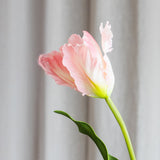 Monet Papageien-Tulpe – Rosa