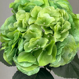 Große Hortensie - Grün