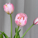 Luxuriöser großer Tulpenstrauß - Hellrosa