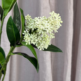 Skimmia-Beerenzweig - Weiß