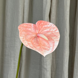 Anthuriumblüte - Pfirsich