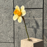 Großer Narzissenstrauß