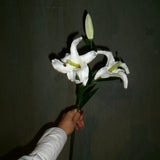 Lily Flower - White