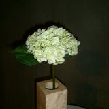 Hydrangea Flower - Light Green