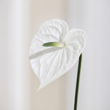 Kleine Anthuriumblüte - Weiß