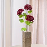 3-köpfige Hortensie "Snowball"