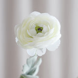 6-Headed Ranunculus - White