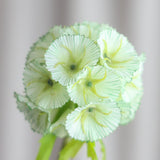 Scabiosa Blume - Grün