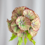 Scabiosa Flower, Brown
