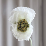 Schlafmohn - Weiß