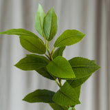 Green "Tea Olive" Leaves