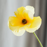 Butterfly Ranunculus - Butter Yellow