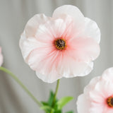 Butterfly Ranunculus - Light Pink
