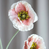 Opium Poppy - Dusty Pink