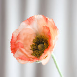 Schlafmohn - Koralle