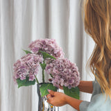 Hortensienblüte – Violett