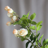 18 heads Rose - Champagne