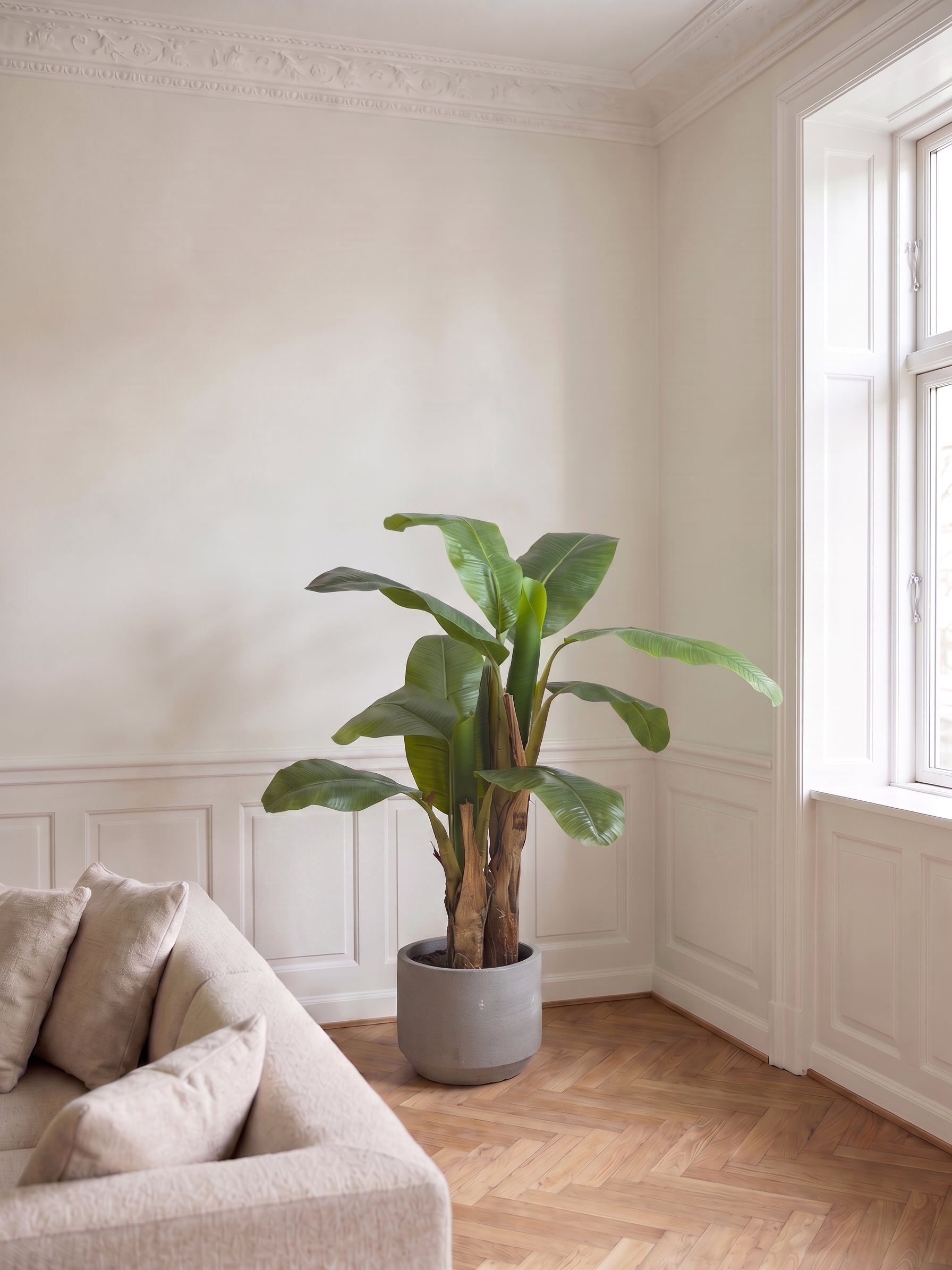 Bananpalme i potte 64*60*120cm