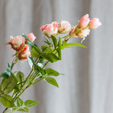 18 Köpfe Rose - Hellrosa