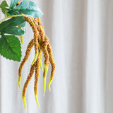 Amaranthus 2 Zweige Laub - Kaffee